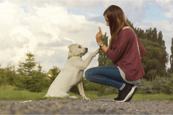 Utbilda dig och din hund på valpkurs i Stockholm